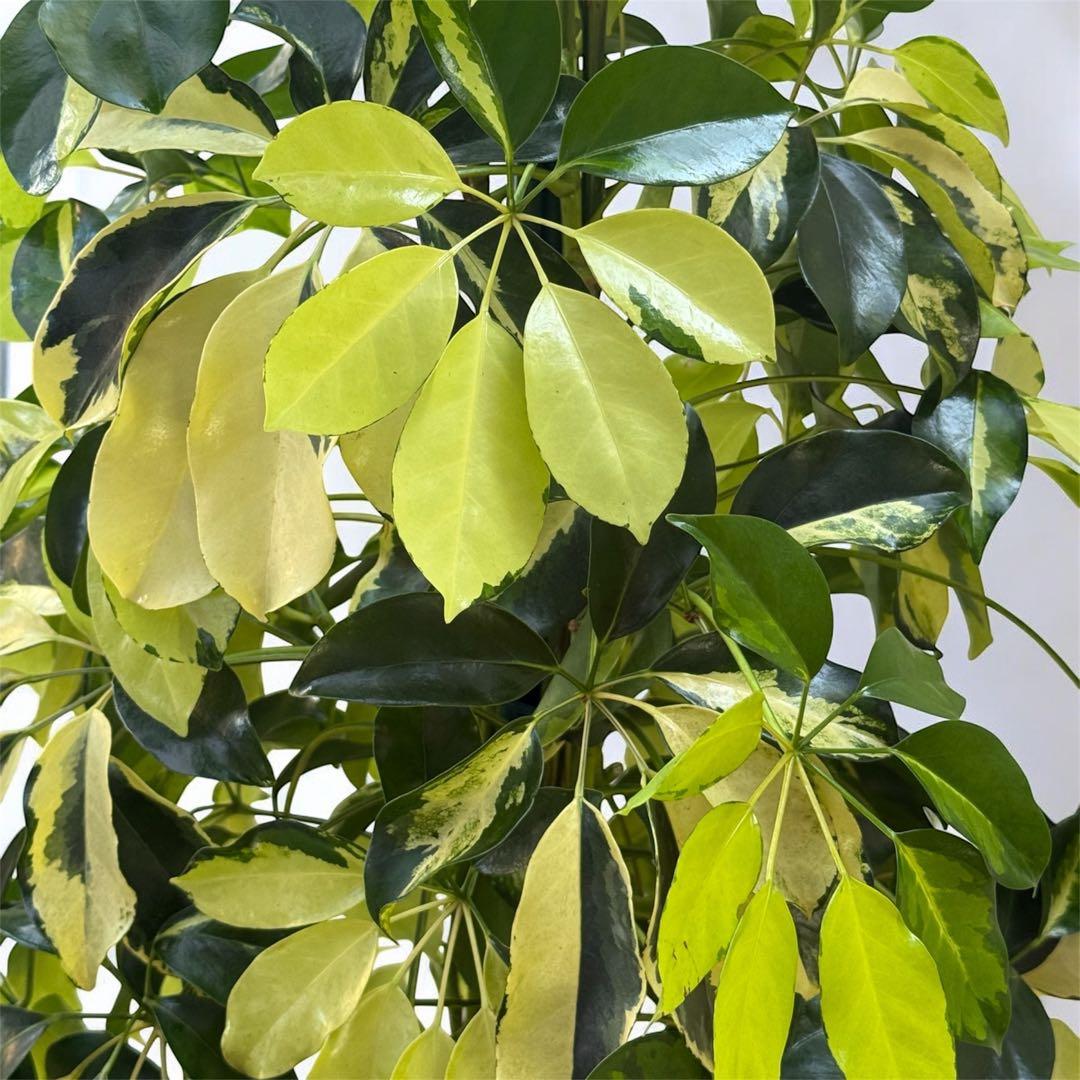 ☆ シェフレラ•ゴールドリーフ♪ 140cm 10号 リビングサイズ♪