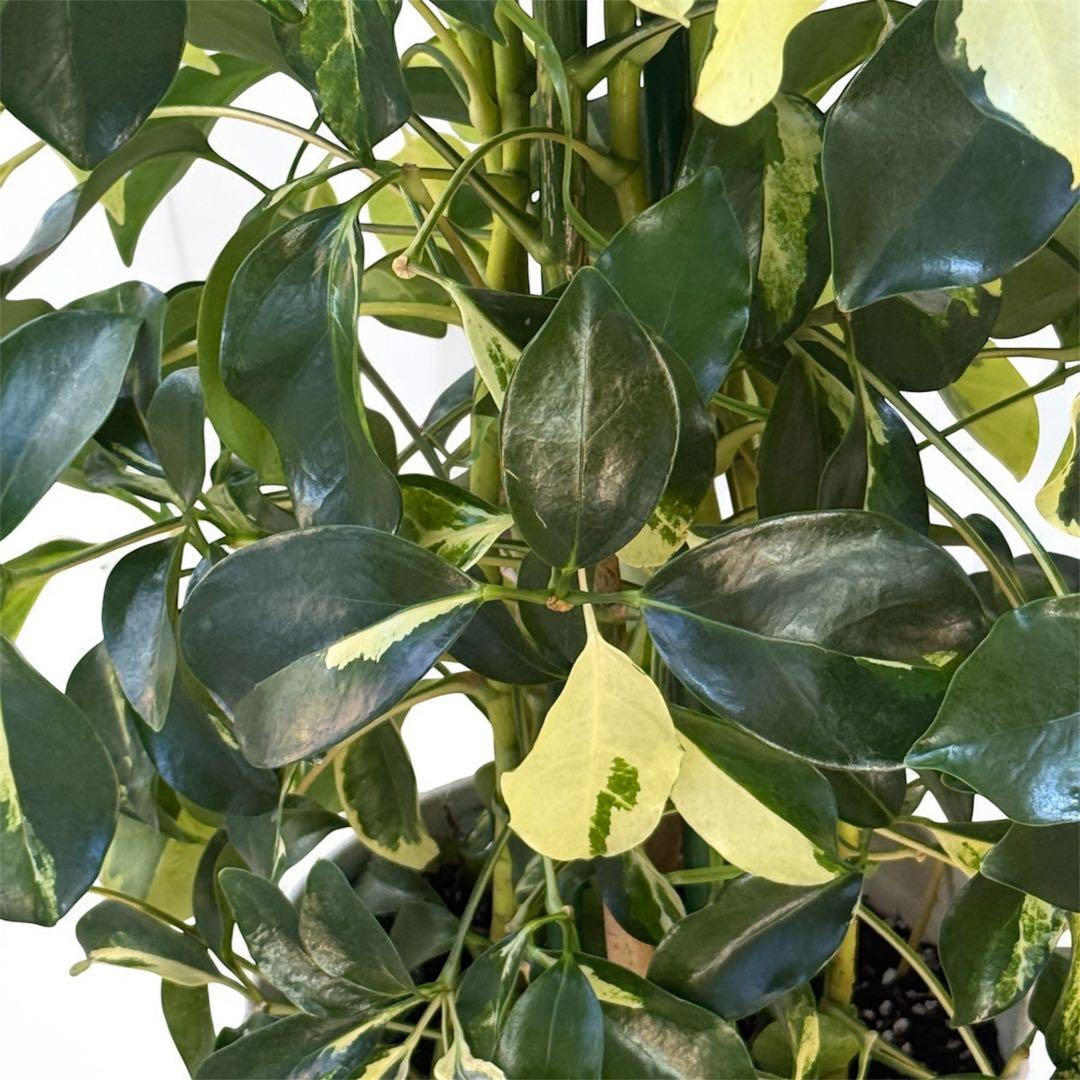 ☆ シェフレラ•ゴールドリーフ♪ 140cm 10号 リビングサイズ♪