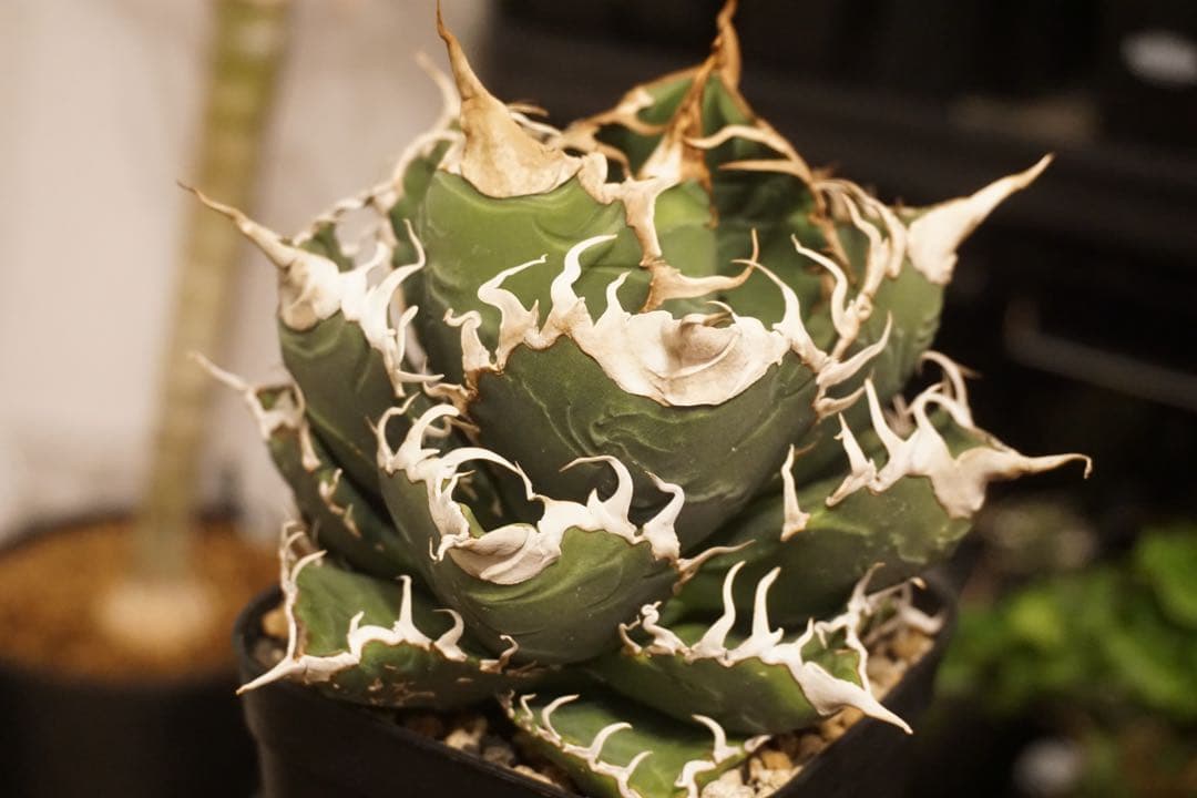 スーパーチタノタ　発根済み子株　cactus green産