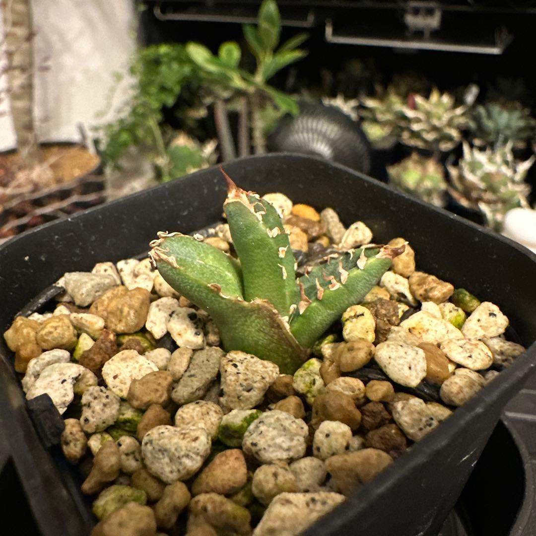 スーパーチタノタ　発根済み子株　cactus green産