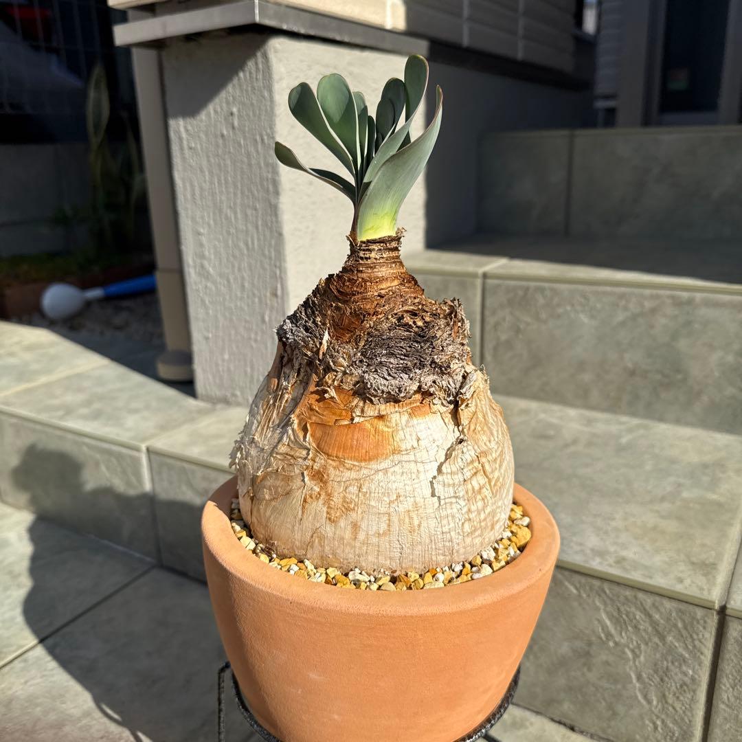 ブーファン　ハエマンソイデス　ハエマントイデス　発根済　冬型