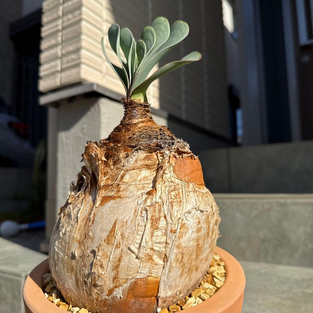 ブーファン　ハエマンソイデス　ハエマントイデス　発根済　冬型