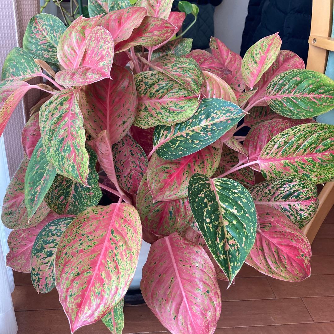 アグラオネマ　大株！zawaina