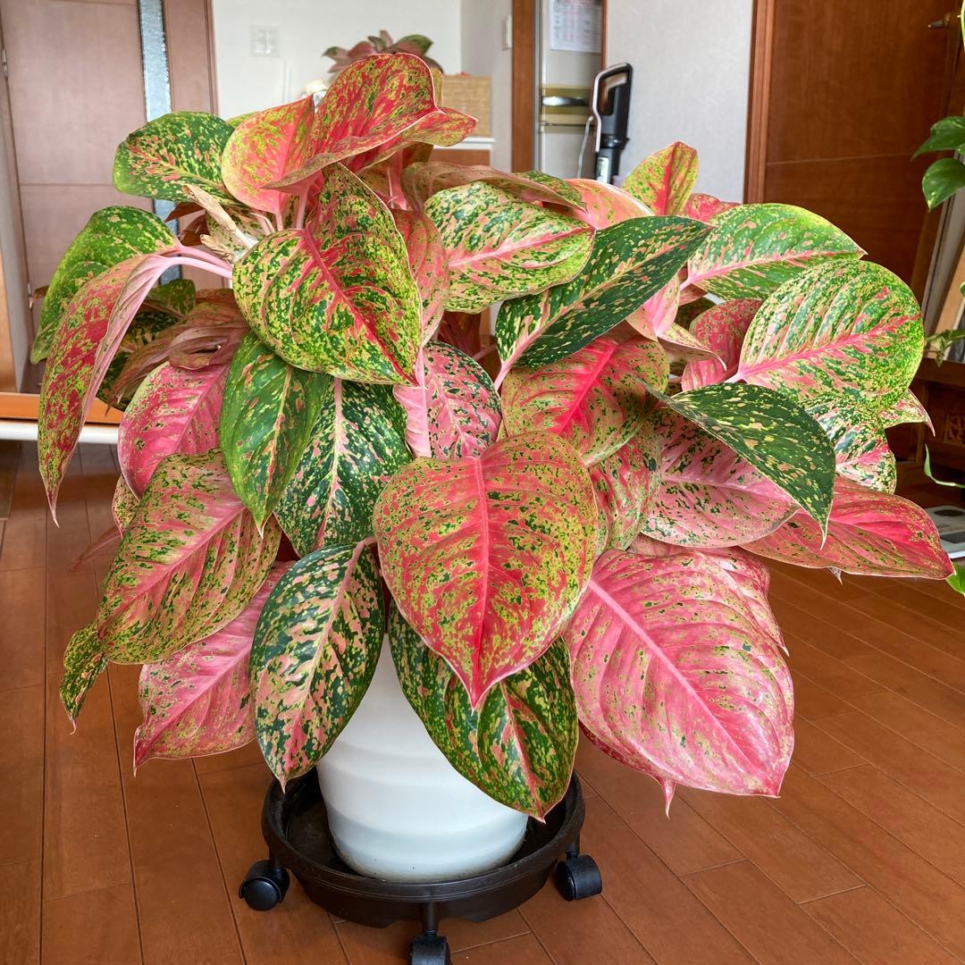 アグラオネマ　大株！zawaina