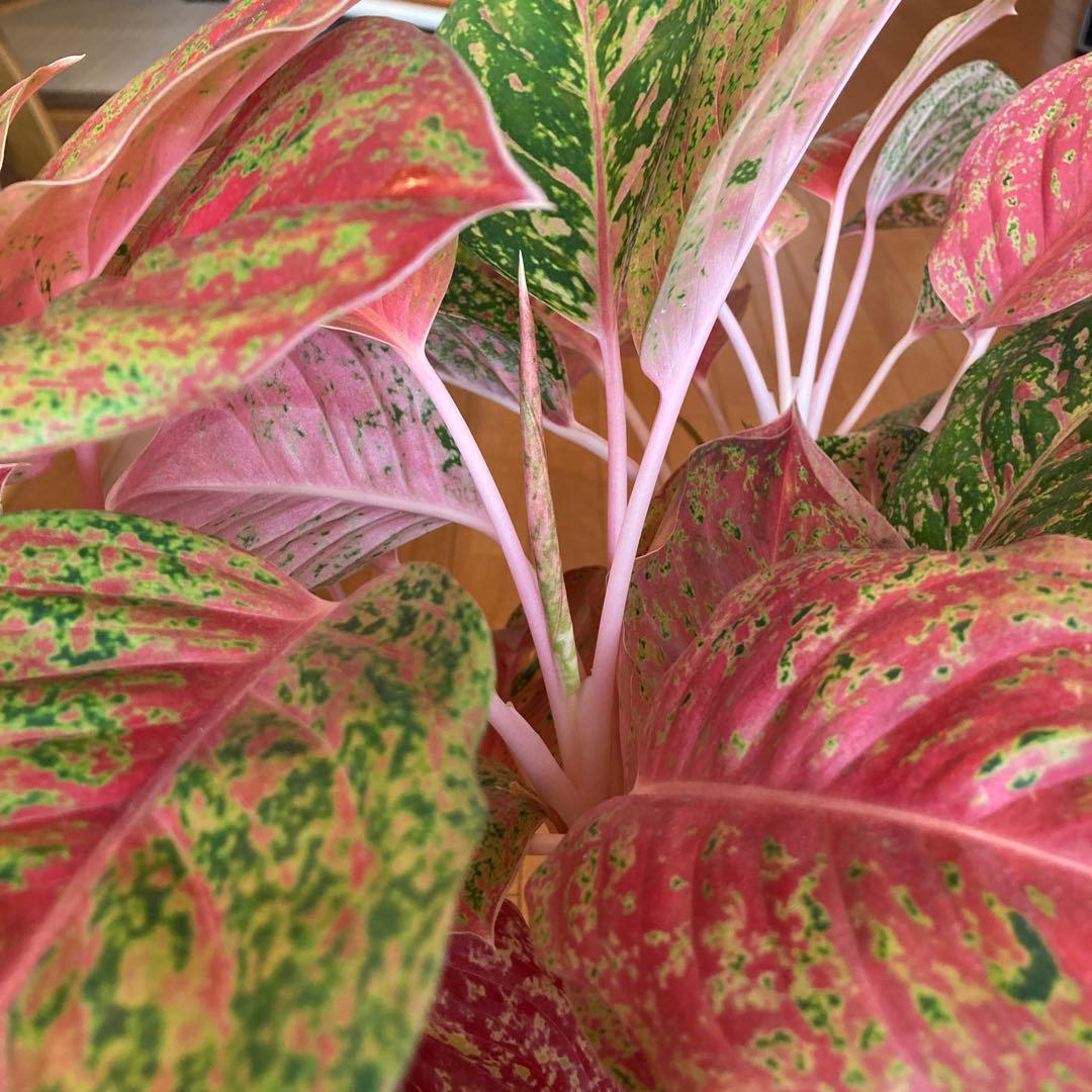 アグラオネマ　大株！zawaina