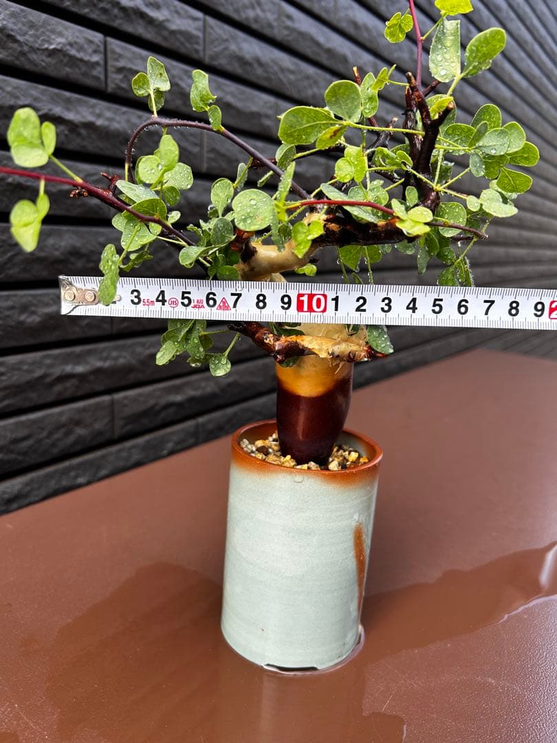 【発根済】コミフォラ カタフ ピュア ソマリア産