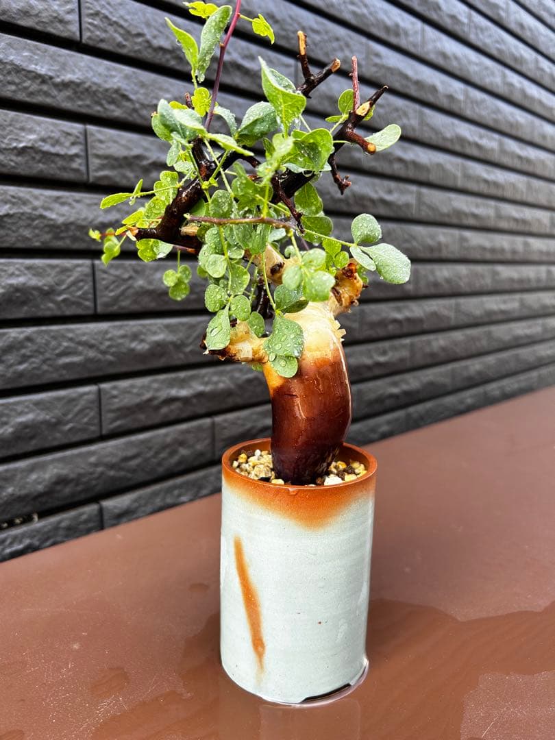 【発根済】コミフォラ カタフ ピュア ソマリア産