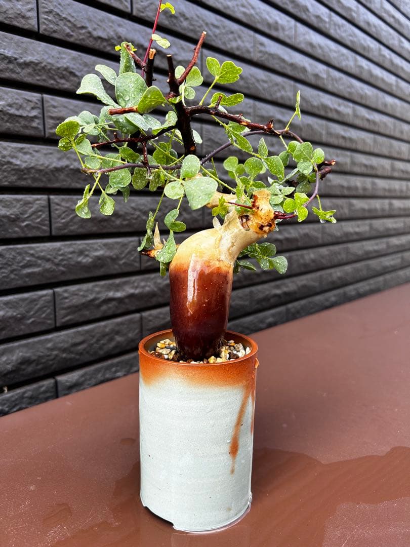 【発根済】コミフォラ カタフ ピュア ソマリア産