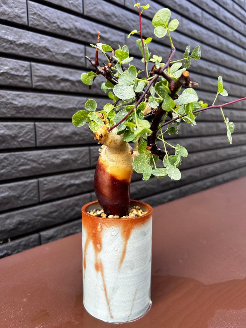 【発根済】コミフォラ カタフ ピュア ソマリア産