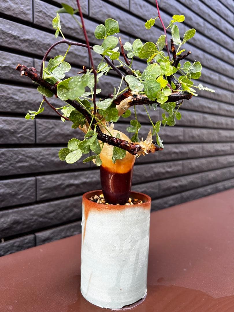 【発根済】コミフォラ カタフ ピュア ソマリア産