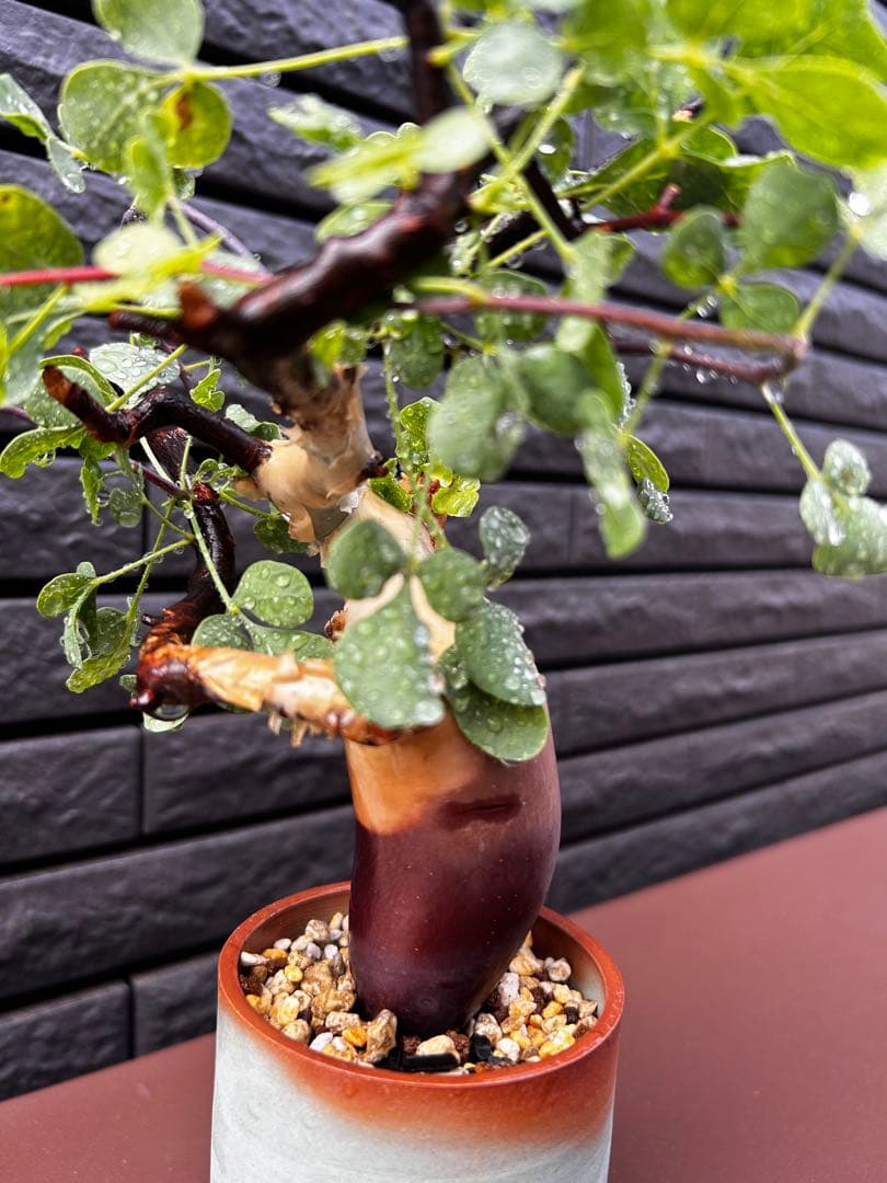 【発根済】コミフォラ カタフ ピュア ソマリア産