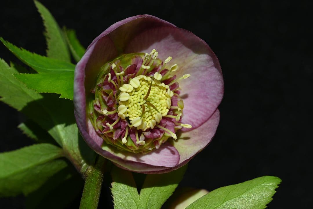 クリスマスローズ　sd多弁系レッドバイカラーカップ咲き　加藤農園