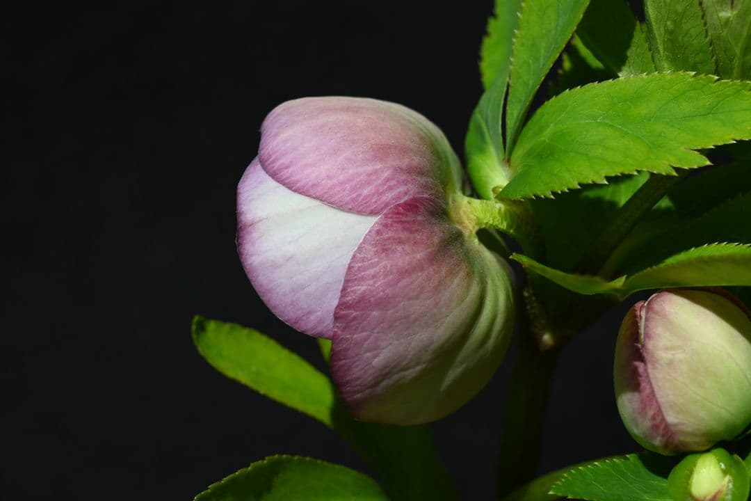 クリスマスローズ　sd多弁系レッドバイカラーカップ咲き　加藤農園