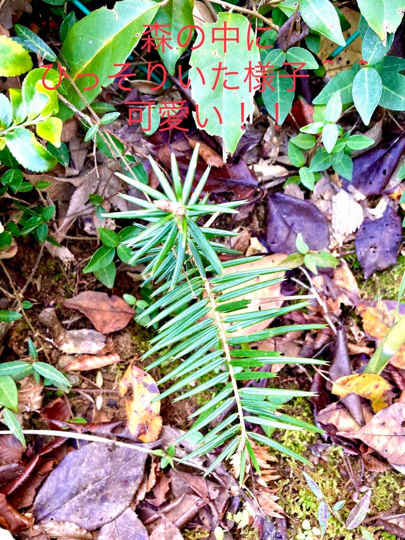 完売　　【野生の可愛い樅の木さん】生まれたて1年生と2年生/クリスマスツリー