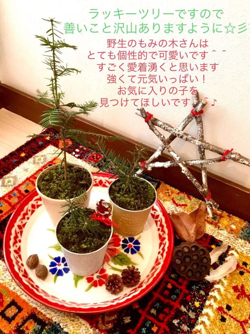 完売　　【野生の可愛い樅の木さん】生まれたて1年生と2年生/クリスマスツリー