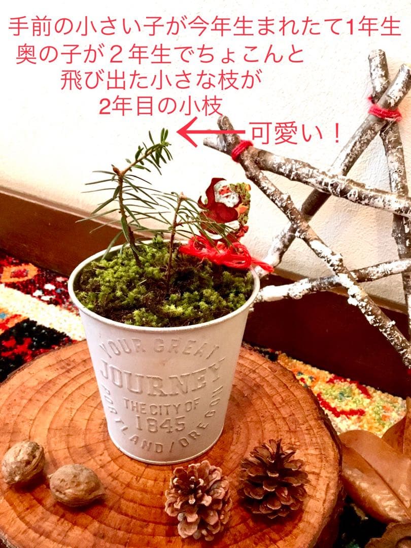 完売　　【野生の可愛い樅の木さん】生まれたて1年生と2年生/クリスマスツリー
