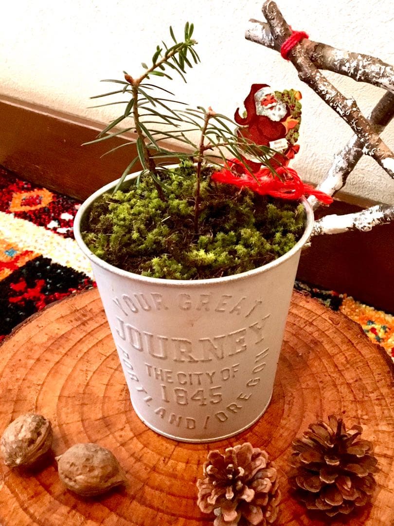 完売　　【野生の可愛い樅の木さん】生まれたて1年生と2年生/クリスマスツリー