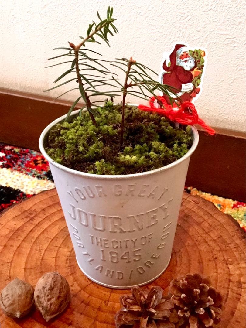 完売　　【野生の可愛い樅の木さん】生まれたて1年生と2年生/クリスマスツリー