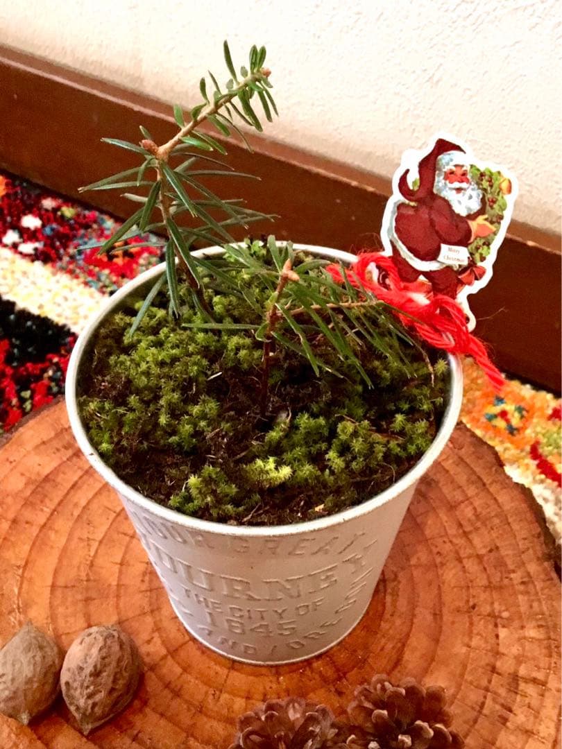 完売　　【野生の可愛い樅の木さん】生まれたて1年生と2年生/クリスマスツリー