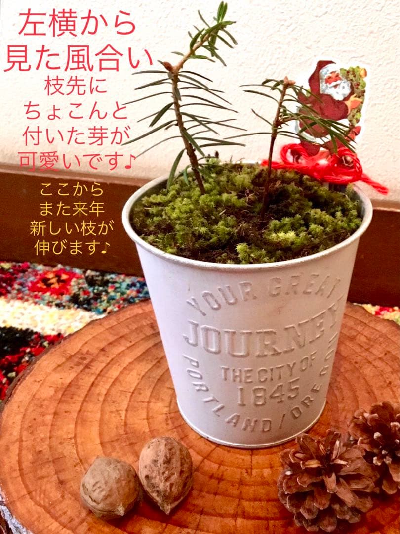 完売　　【野生の可愛い樅の木さん】生まれたて1年生と2年生/クリスマスツリー