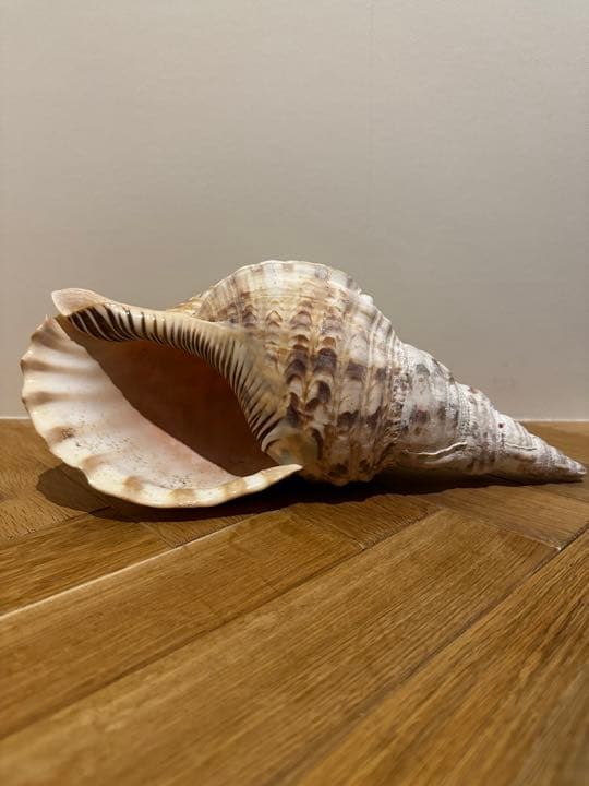 【沖縄】【石垣島】法螺貝　ほら貝　ホラガイ