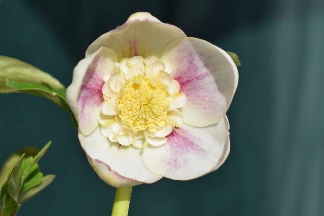 クリスマスローズ