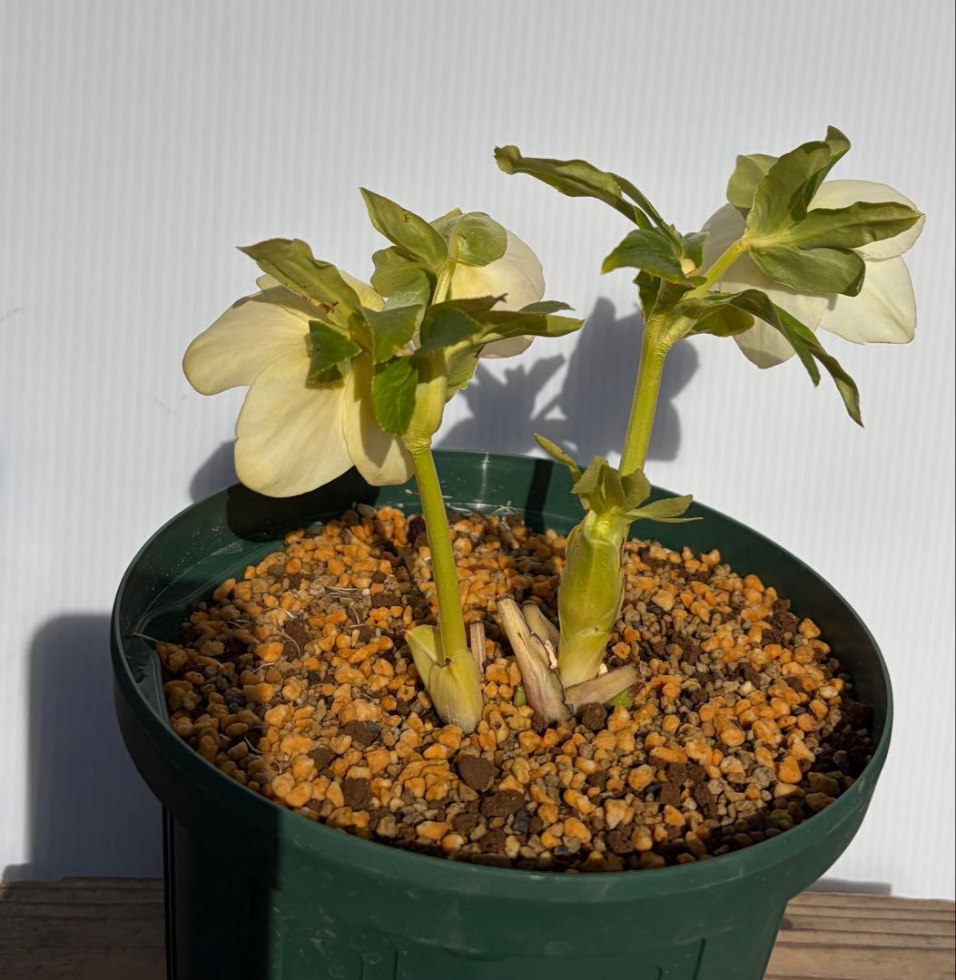 クリスマスローズ