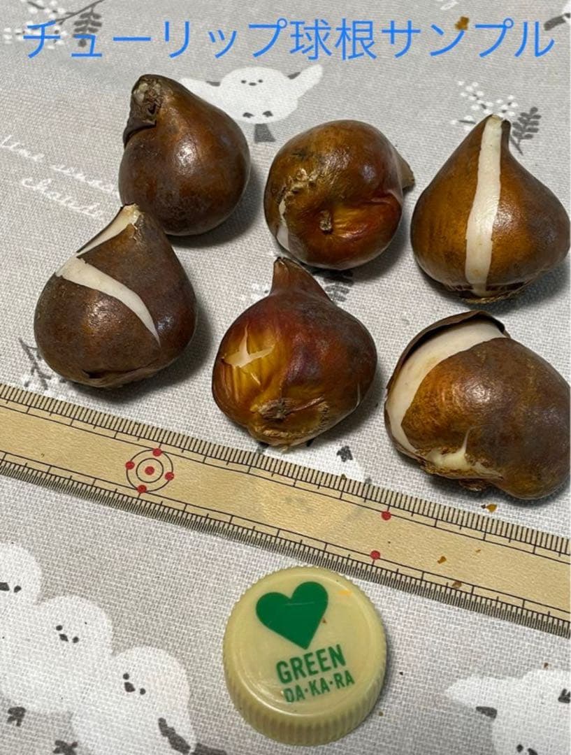 【球根】ラブラドール　 7球　チューリップ　レア品種　ボルドー　フリンジ咲き