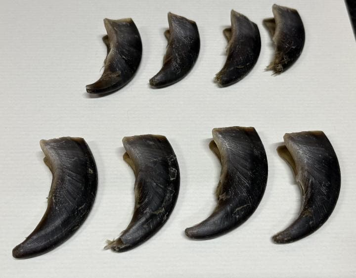 シロクマの爪　※CITES書類付