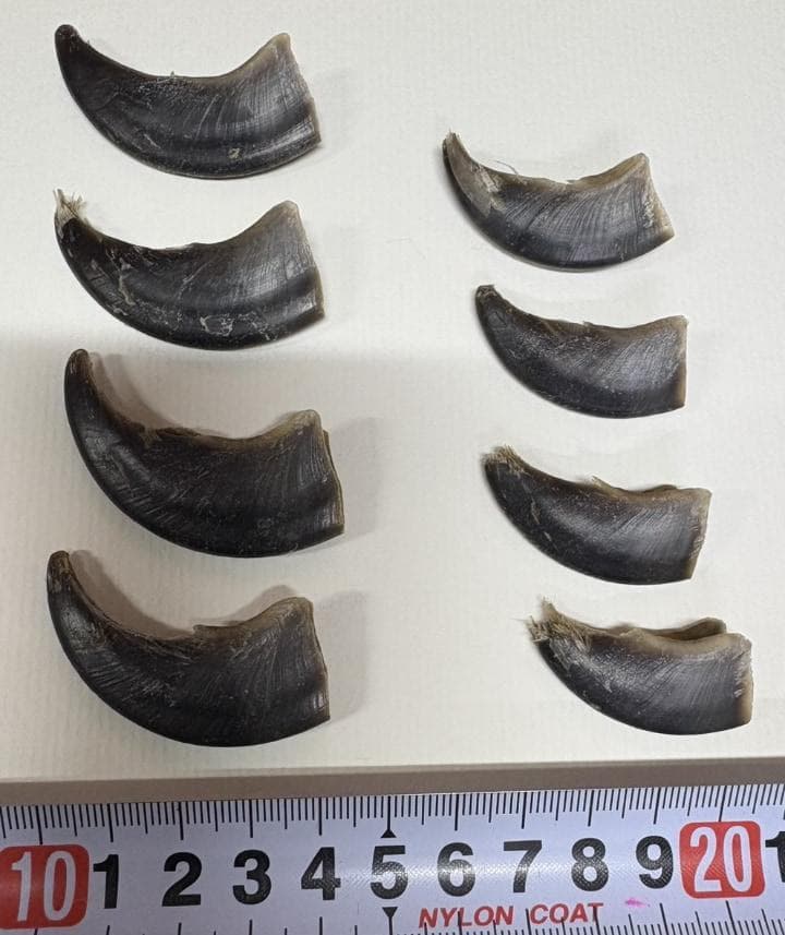 シロクマの爪　※CITES書類付
