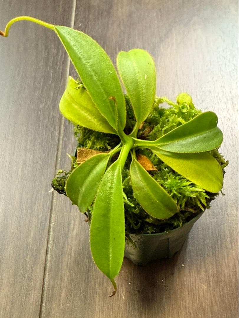 食虫植物N. xtrusmadensis AW clone:3