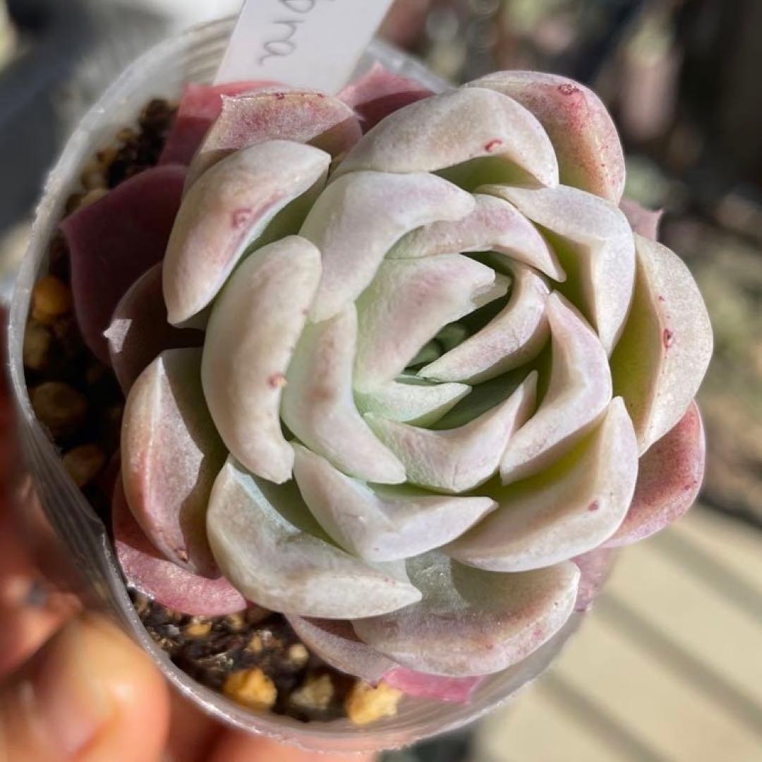 多肉植物エケベリア　Zebra ゼブラ　抜き苗