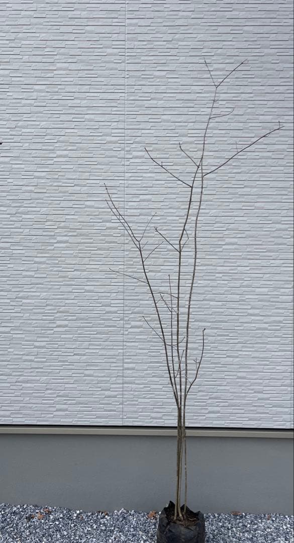 山採り天然　アオダモ　５本株立ち　84