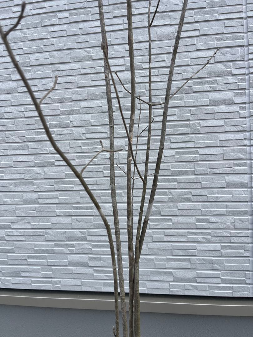 山採り天然　アオダモ　５本株立ち　84