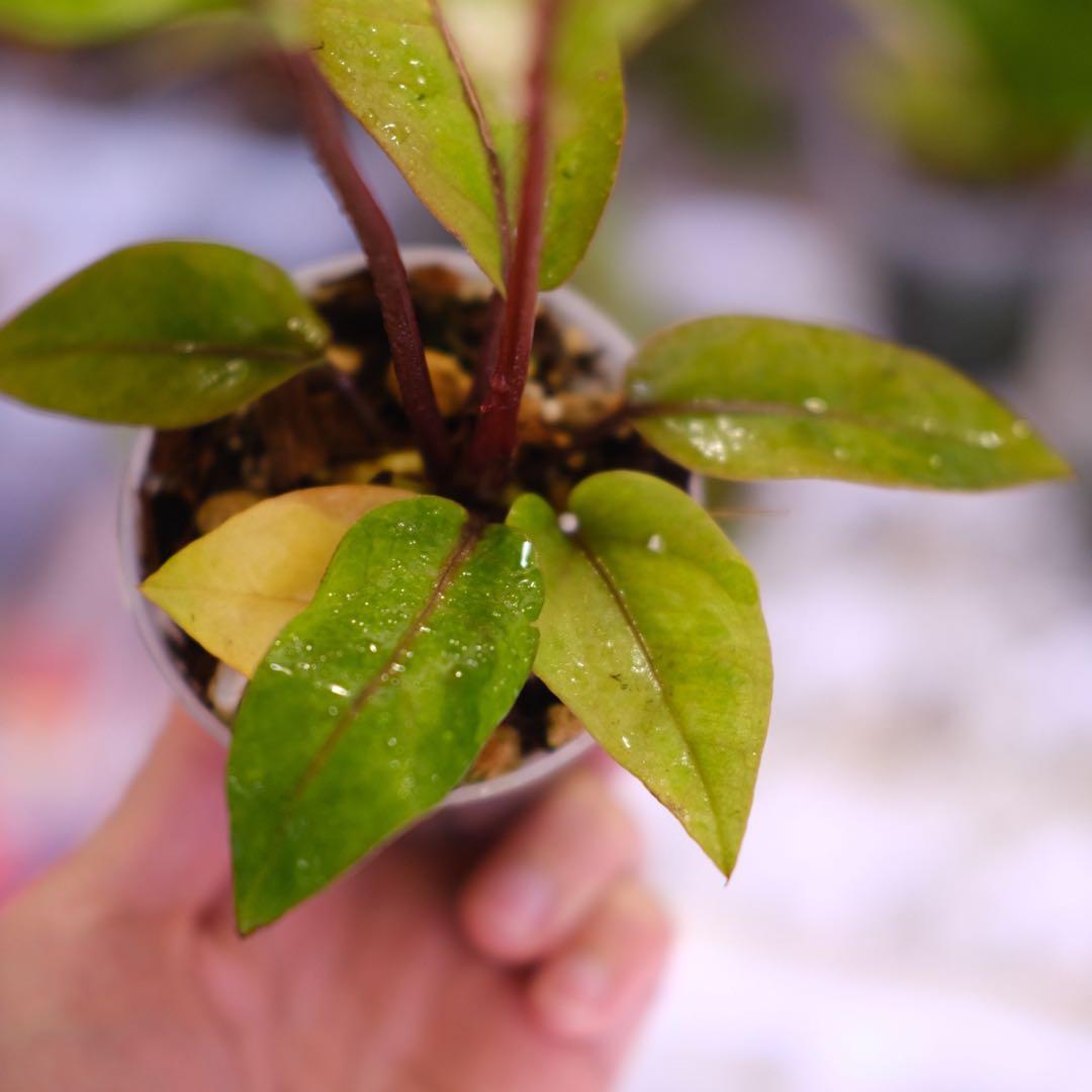 Anthurium Hookeri Sweeta Pink Polkadot ④