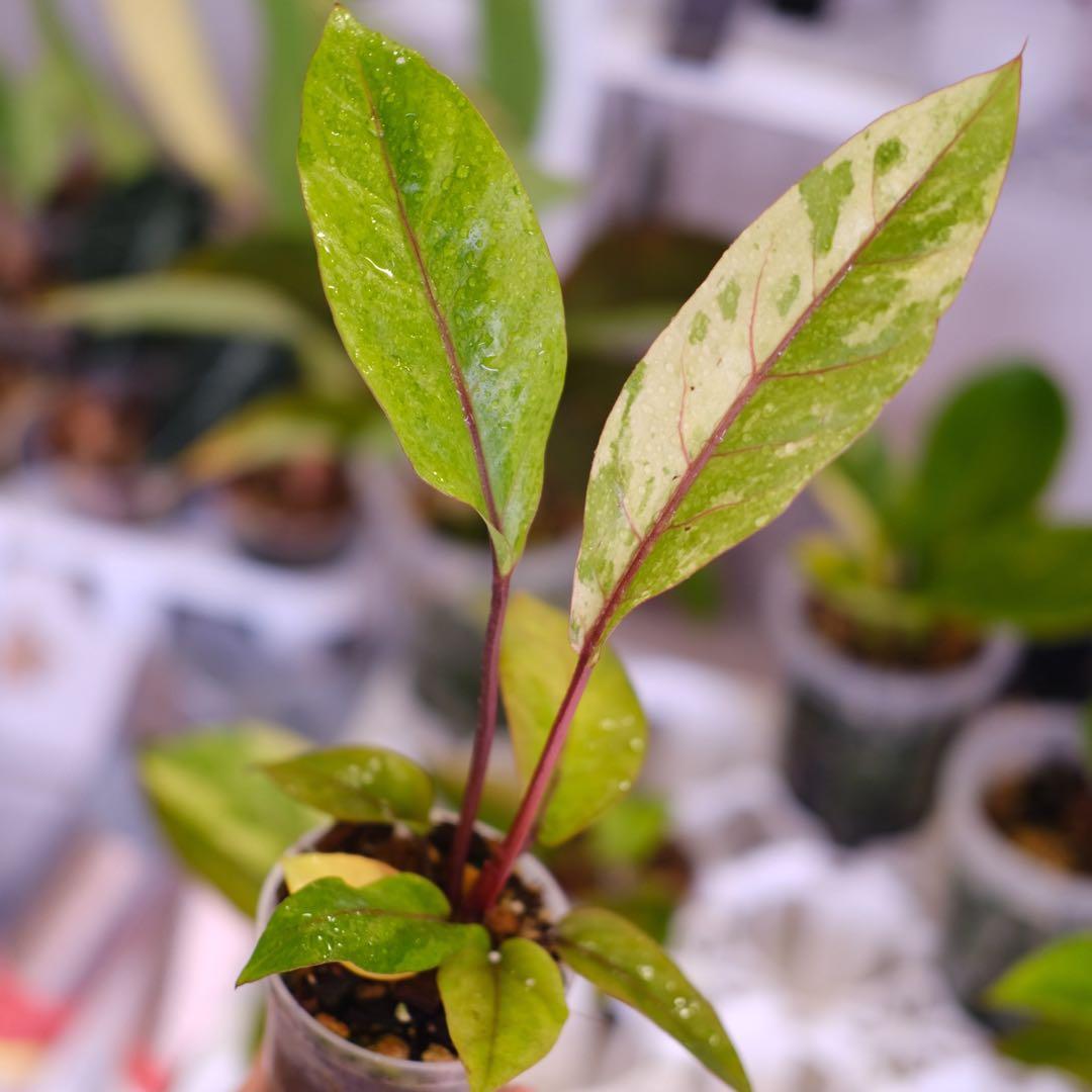 Anthurium Hookeri Sweeta Pink Polkadot ④