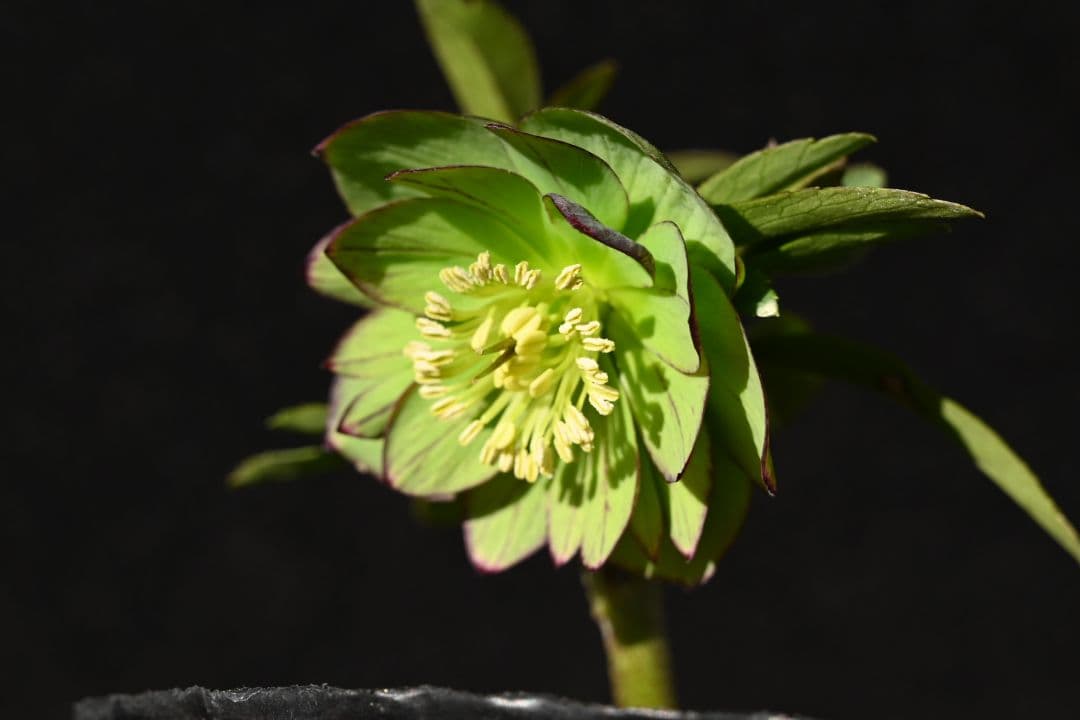 クリスマスローズ　Wild　Collection　加藤農園