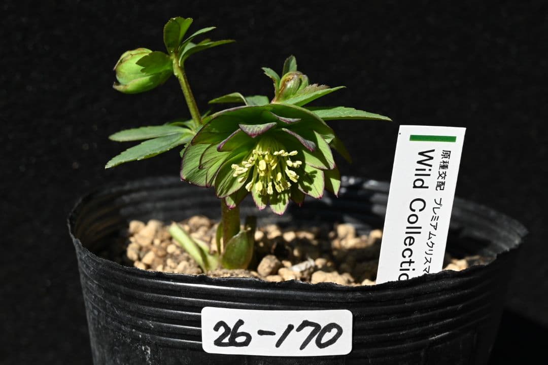 クリスマスローズ　Wild　Collection　加藤農園