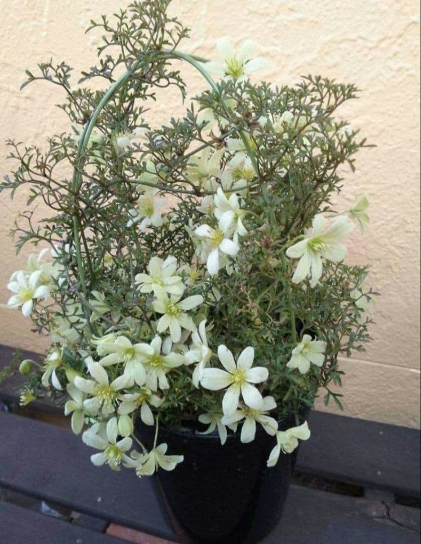 来年用に。。。支柱はずし■ボリューム満点　綺麗な　クレマチスピクシー