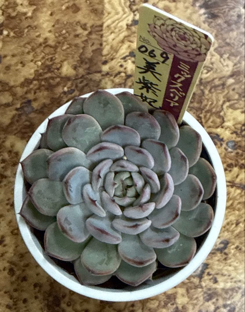 ミックスベリア　おらいさん苗　美紫妃　札付き