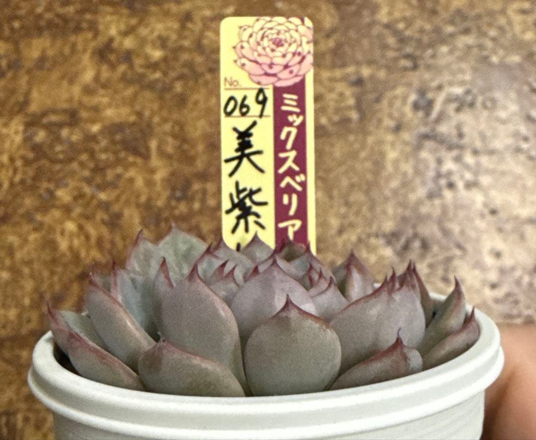 ミックスベリア　おらいさん苗　美紫妃　札付き