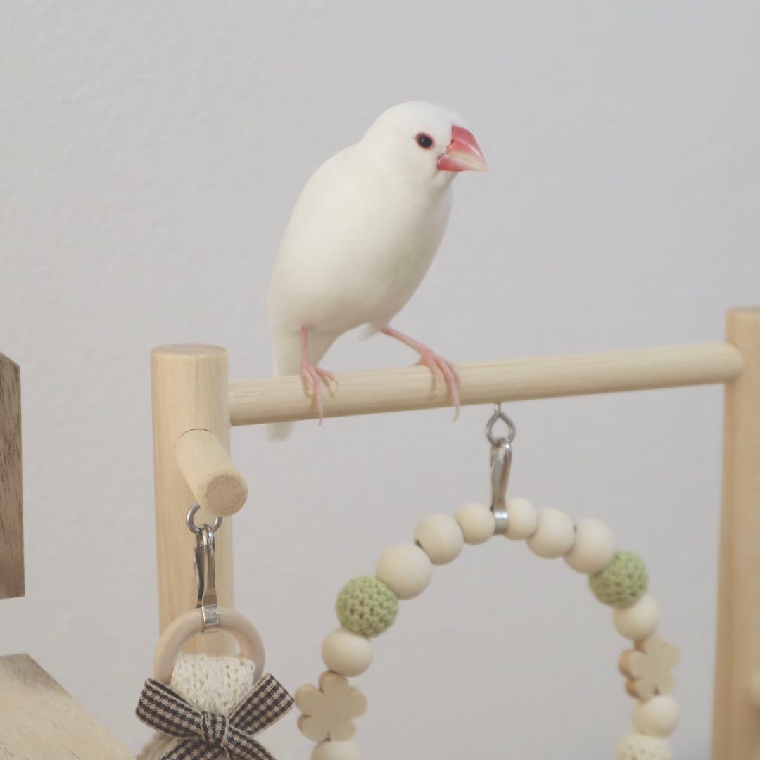 ことりのあそびば　ミラー付き　文鳥　インコ　バードアスレチック　ブランコ