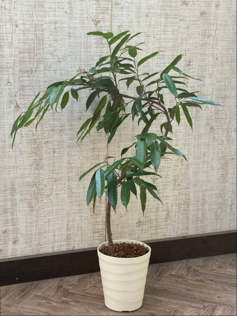 ☆フィカス アムステルダムキング♪ 曲がり仕立て 108cm♪