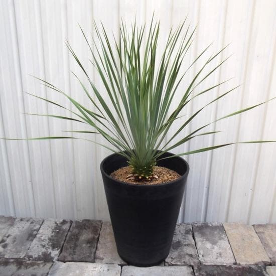 現物「ユッカ・ロストラータ」10号　Yucca rostrata