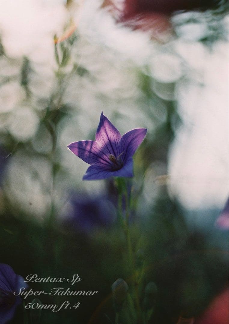 ★超美品！pentax sp ブラック/50mm f1.4 作例多数＊初期保証