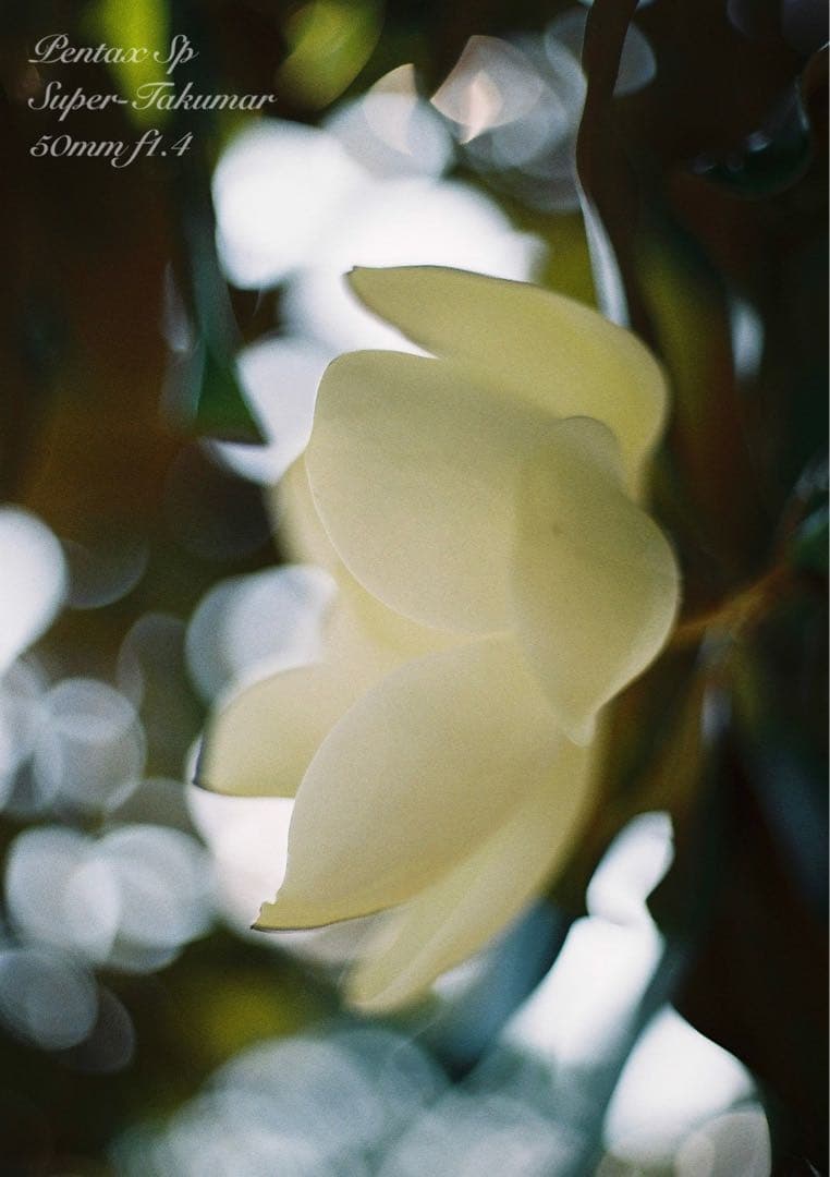 ★超美品！pentax sp ブラック/50mm f1.4 作例多数＊初期保証