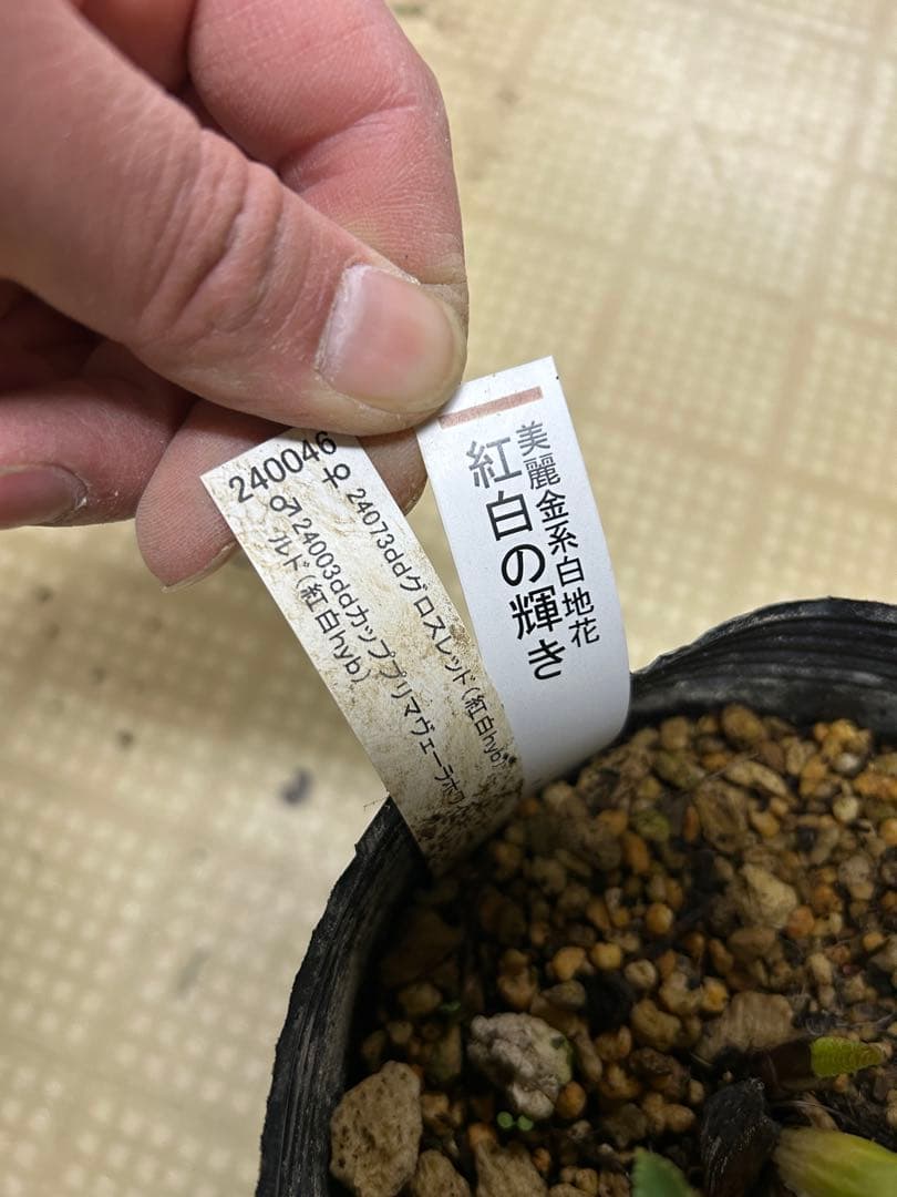 紅白の輝き 加藤農園 クリスマスローズ同梱可能