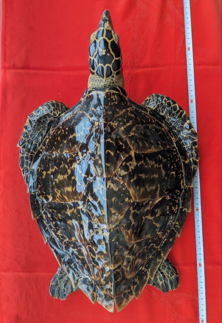 亀剥製（タイマイ) 置物　登録証付き【価格交渉承ります】