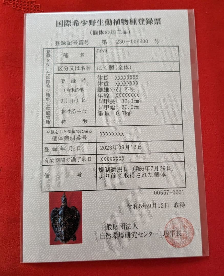 亀剥製（タイマイ) 置物　登録証付き【価格交渉承ります】