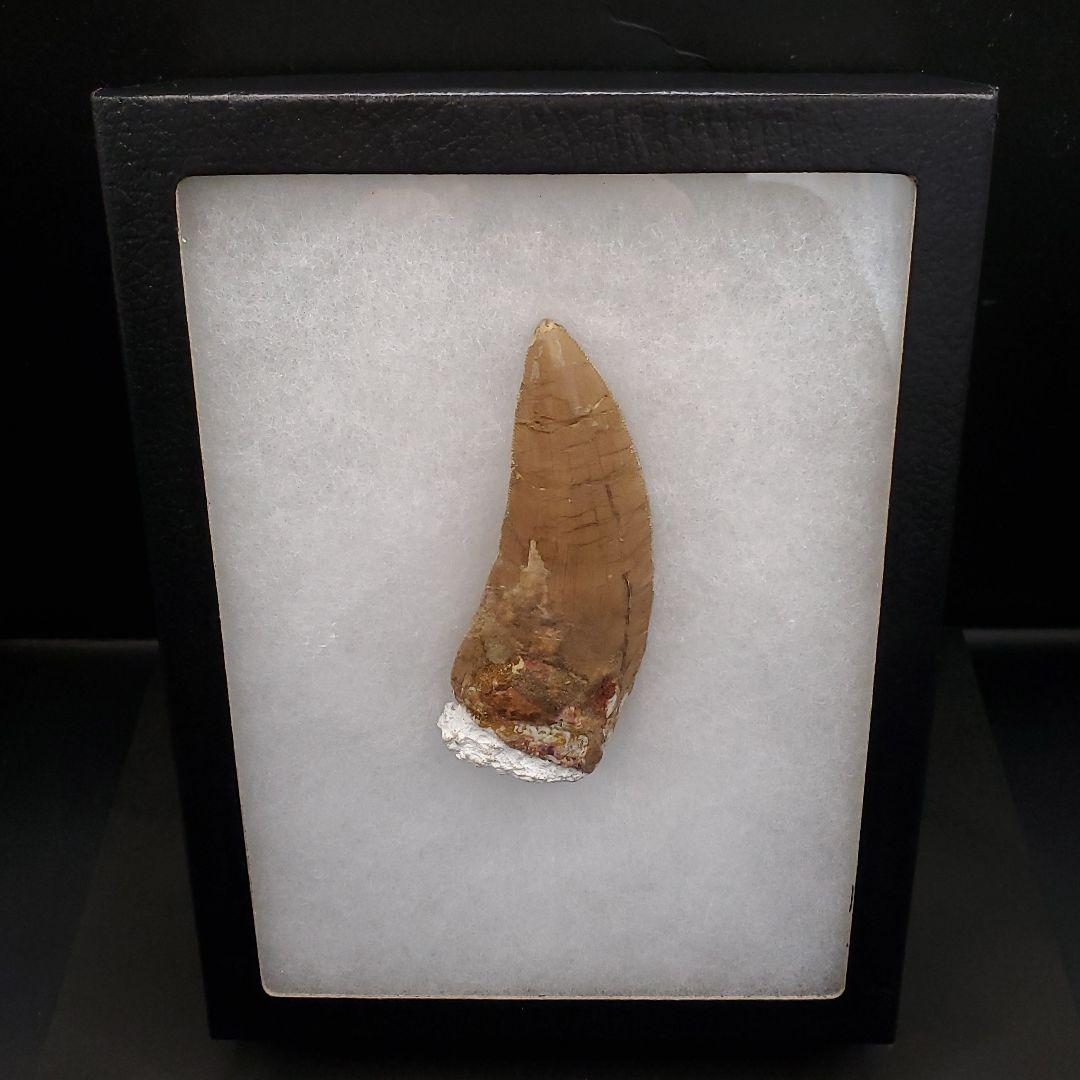 カルカロドントサウルス 歯 化石 本物 モロッコ産 101.22mm  fr80